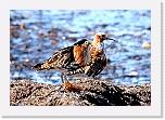 ruffs suokukot 7198 * 711 x 490 * (383KB)
